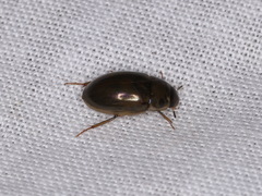 Enochrus bicolor