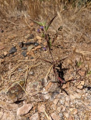 Trichostema rubisepalum