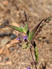 Trichostema rubisepalum