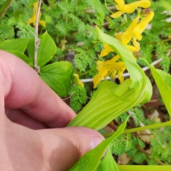 Arisaema amurense
