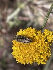 Acmaeodera hepburnii