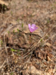Clarkia arcuata