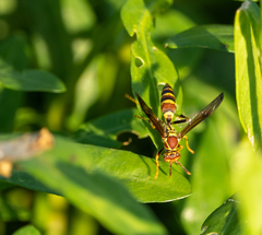 Polistes exclamans