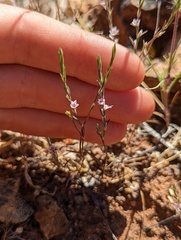 Polygonum californicum