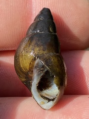 Campeloma decampi
