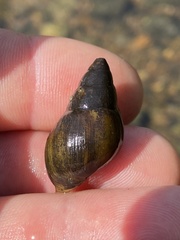 Campeloma decampi