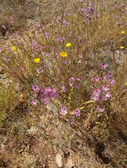 Clarkia williamsonii