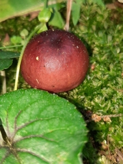 Russula vinacea