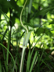Arisaema dracontium
