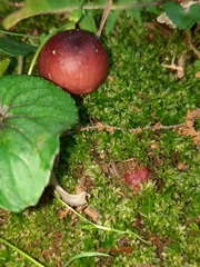 Russula vinacea