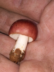 Russula vinacea