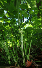 Arisaema dracontium