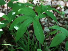 Arisaema dracontium