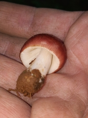 Russula vinacea