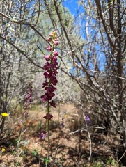 Delphinium hansenii ewanianum