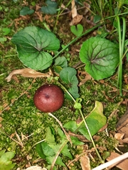 Russula vinacea