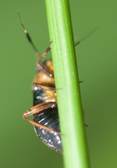 Capsus ater