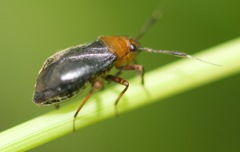 Capsus ater
