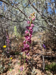 Delphinium hansenii ewanianum