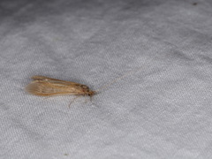 Oecetis ochracea