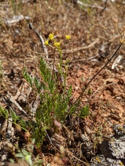 Lomatium congdonii