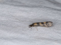 Mystacides longicornis