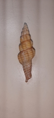 Polygona infundibulum