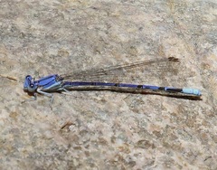 Argia munda