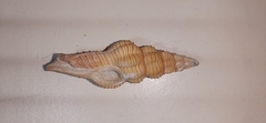 Polygona infundibulum