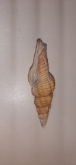 Polygona infundibulum