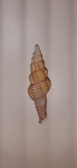 Polygona infundibulum