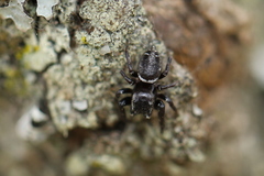 Metaphidippus manni