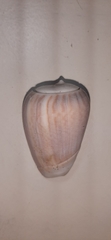 Olivancillaria urceus