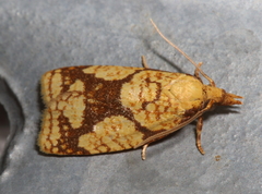Cenopis ferreana