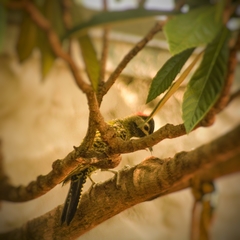 Colaptes melanochloros