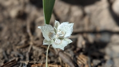 Calochortus westonii