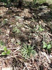 Delphinium treleasei