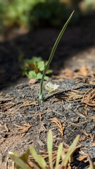 Calochortus westonii
