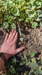 Calochortus westonii