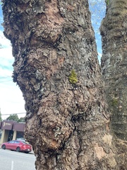 Platanus