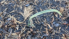 Calochortus westonii
