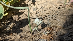 Calochortus westonii