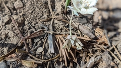 Calochortus westonii