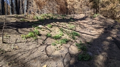 Calochortus westonii
