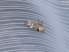 Oncopsis flavicollis