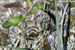 Oeneis alberta