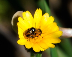 Cryptocephalus rugicollis