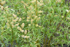 Salix petiolaris