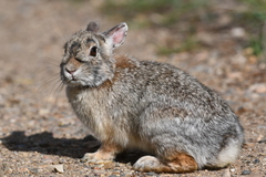 Sylvilagus nuttallii