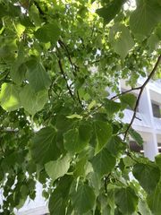 Tilia americana